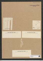 Rhaphoneis lancettula var. jutlandica Grun. (de-Toni-Nr.: Genus 78, Species 2839) Zeichnungen Sammlung Grunow Nr. 5799 (NHMW-BOT-W0374208)